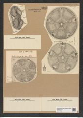 Diatomeae indet. Zeichnungen Sammlung Grunow Nr. 8203 (NHMW-BOT-W0377586)
